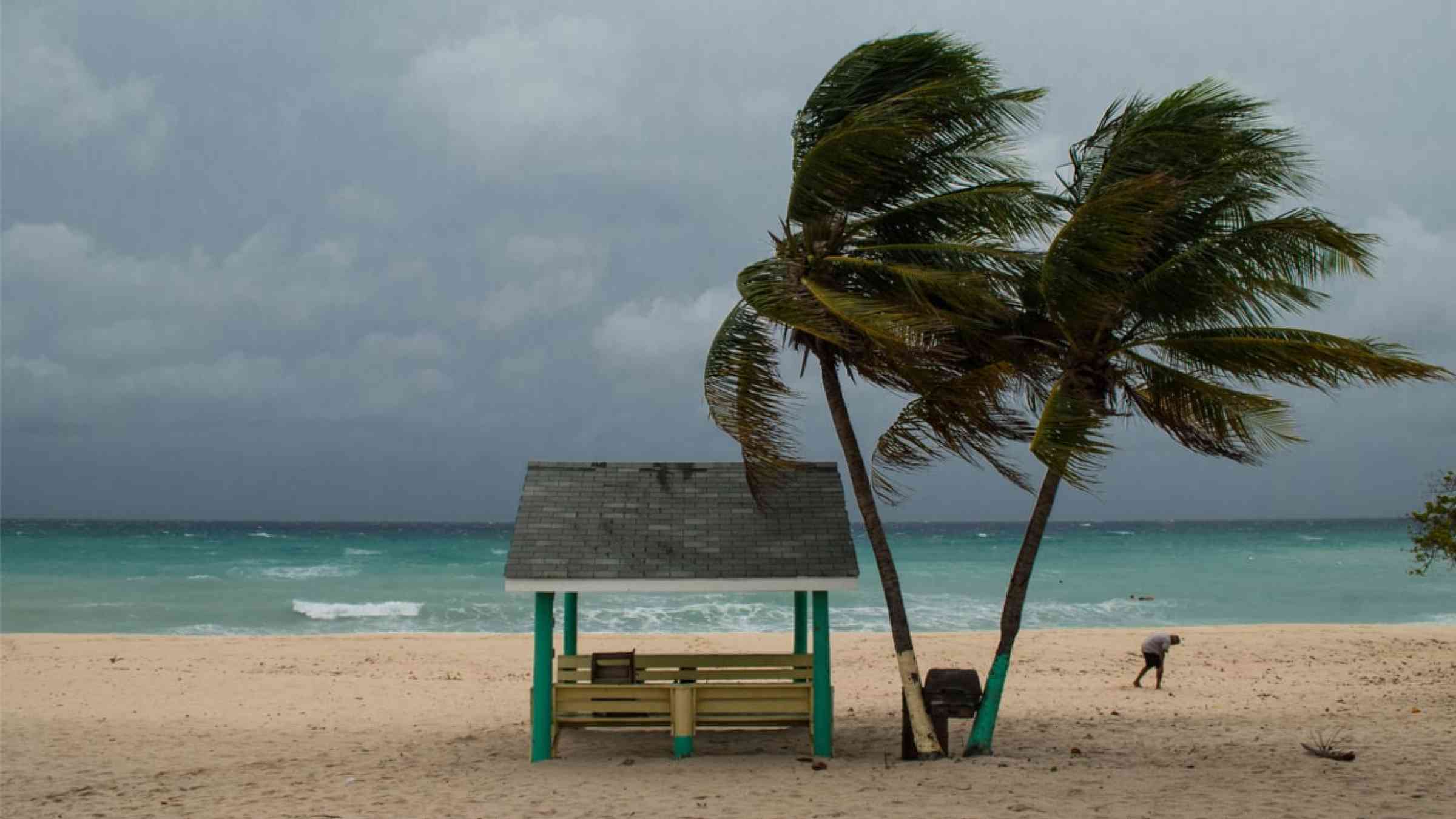Hurricane in the Caribbean, palm tree on a beach